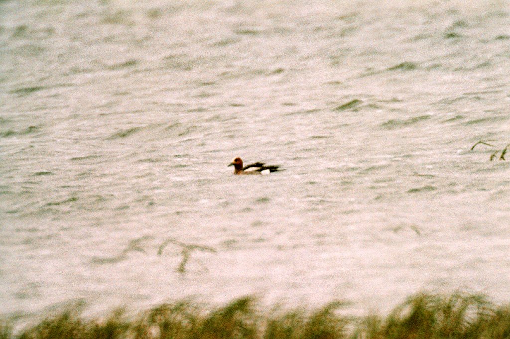 Duck, Eurasian Widgeon, St George Alaska 06-1996 B06P43I01.jpg - Eurasian Widgeon